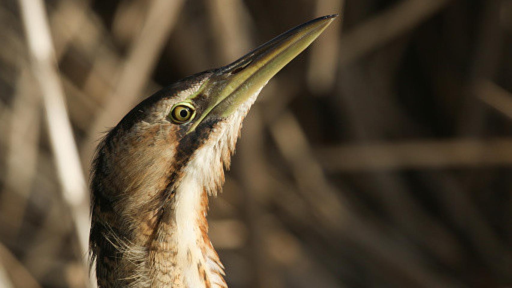 Imagen de archivo de avetoro común.