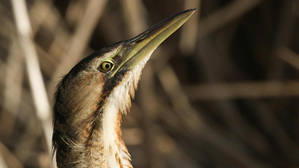 Imagen de archivo de avetoro común.