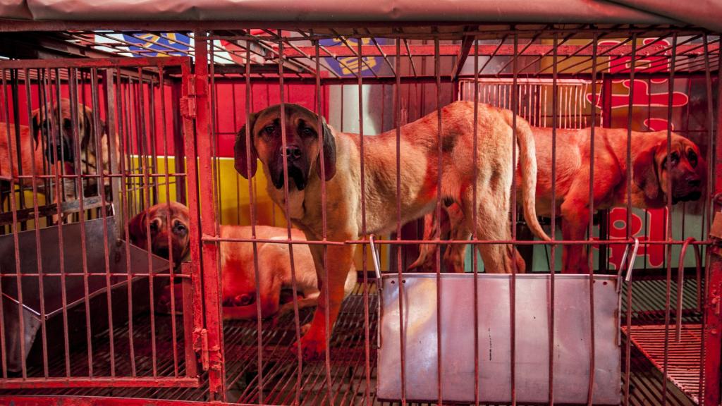 Perros enjaulados en un mercado de Busan, Corea del Sur.