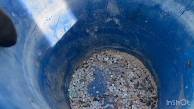 Voluntarios buscan restos de pellets en la playa de Bolonia, en Tarifa.
