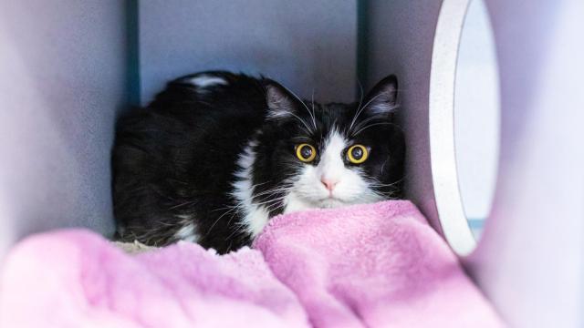 Imagen de gato con miedo.