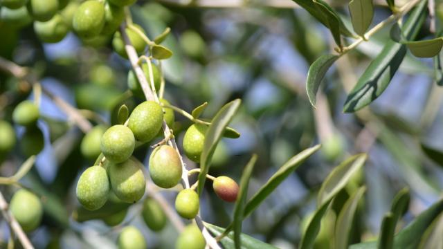 Aceitunas de 'Al Alma del Olivo'.