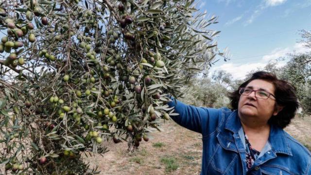 Esta temporada se ha puesto en marcha una campaña inédita de seguridad para proteger las aceitunas.