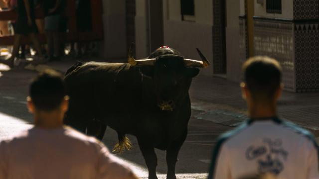 Bous al carrer en El Puig, Valencia.