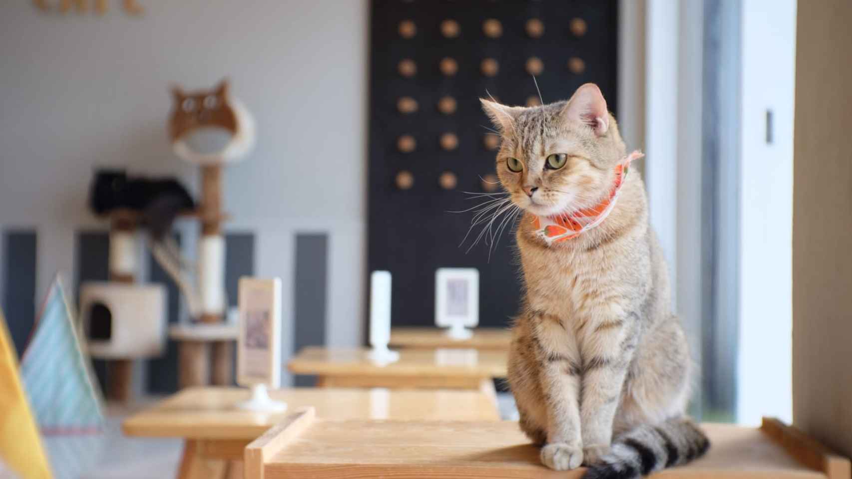 Imagen de archivo de un ‘cat café’.