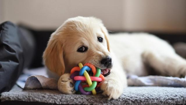 Este nombre de perro será tendencia durante este 2024: es uno de los más bonitos