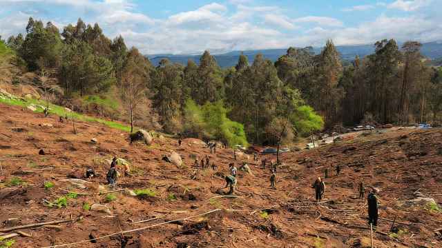 Imagen de archivo de una acción de reforestación