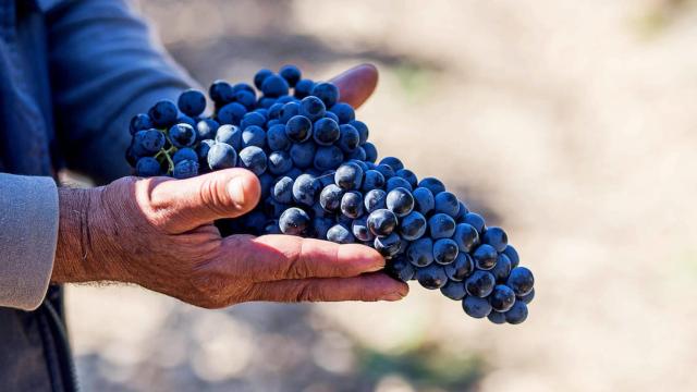 Príncipe de Viana Aniversario 2018, una joya vinícola para paladares aristocráticos