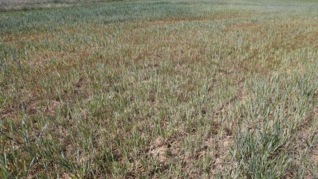 Campos de cultivo afectados por la sequia