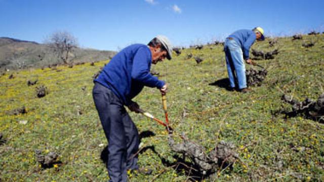 Labores de poda de las cepas
