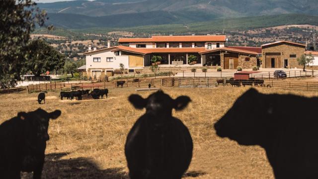 Habitat Cigueña Negra, la primera estrella verde en la Sierra de Gata  y únicos en servir carne Retwagyu
