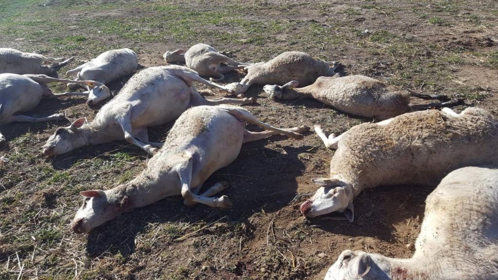 Imagen de las ovejas atacadas por lobos en una granja de Aras de los Olmos (Valencia). Europa Press