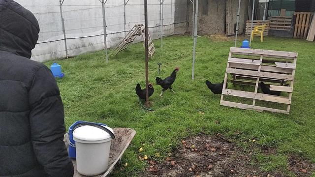 Las gallinas en la finca y un usuario cuidándolas