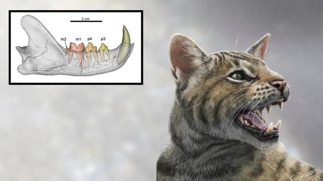 Reconstrucción del aspecto del 'Magerifelis peignei' junto a una imagen de la mandíbula encontrada en Príncipe Pío.