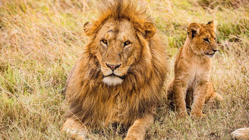 Leones de Botsuana