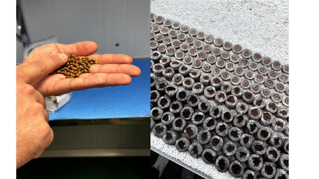 La selección y germinación de la semilla en Agróptimum