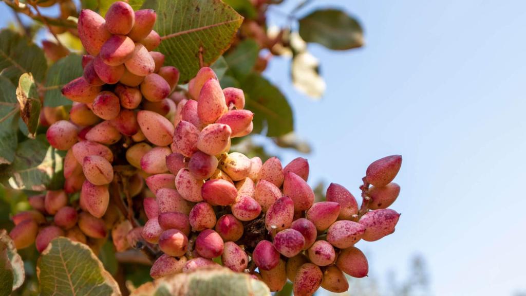 Pistacho eclosionando en el campo