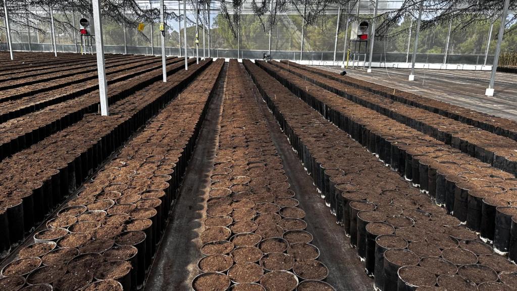 Los viveros con los que experimentan en Agróptimus