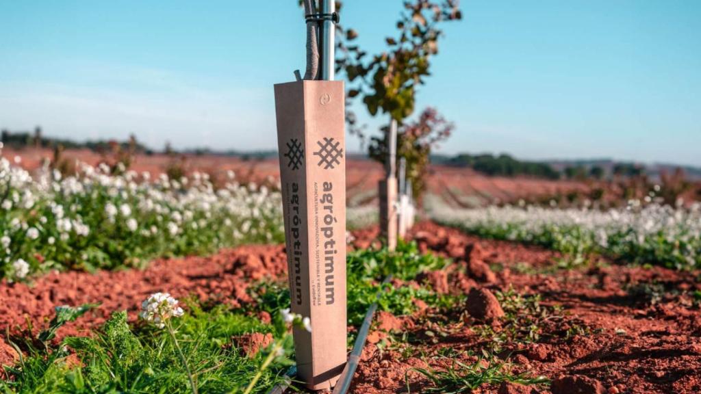 Pistachera en crecimiento en uno de los campos de Agróptimum