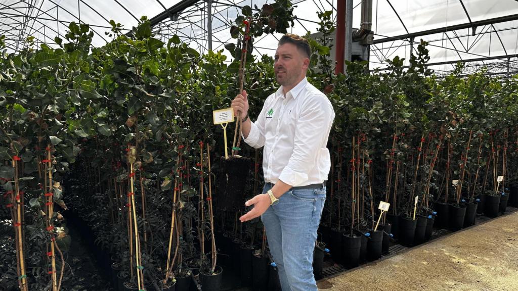 Las plantas listas para un segundo crecimiento en el campo