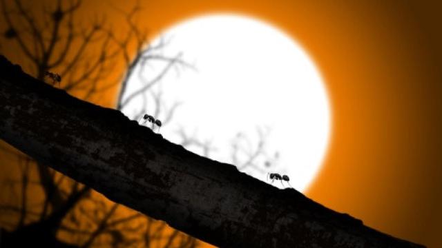 Imagen de archivo de hormigas al atardecer.