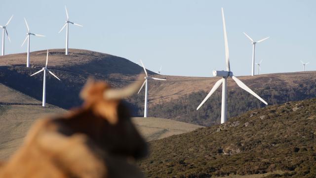 Una vaca reposa tumbada frente a aerogeneradores en el Parque eólico de Montouto, de la Serra do Xistral (Lugo).