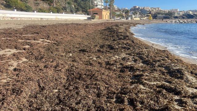 Una playa de la Costa del Sol llena de alga asiática.