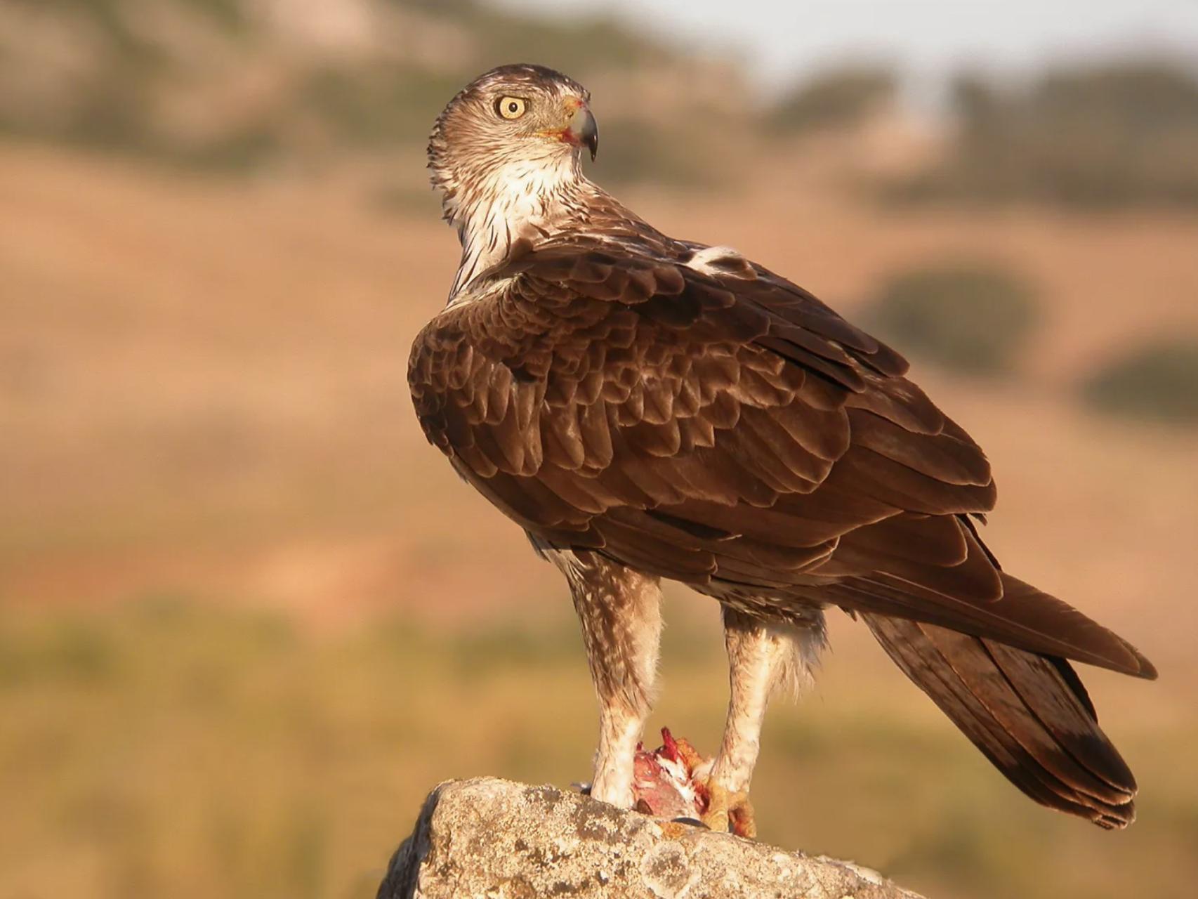 Águila perdicera. Itinerarios por los paisajes fluviales de Málaga