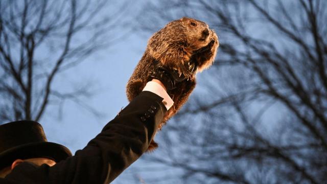 La marmota Phil