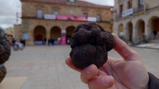 Trufa de Soria