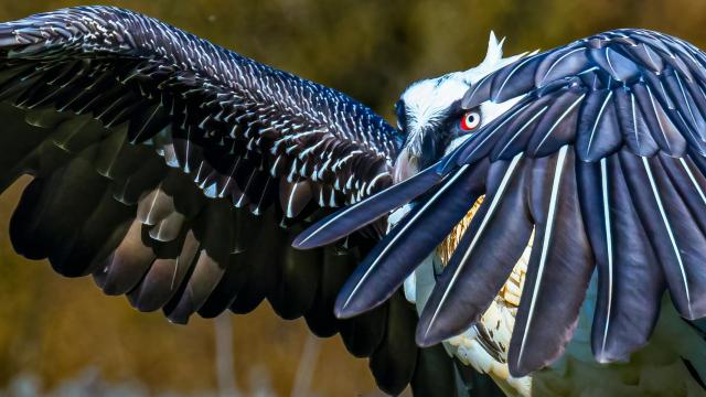 Un quebrantahuesos echando el vuelo.