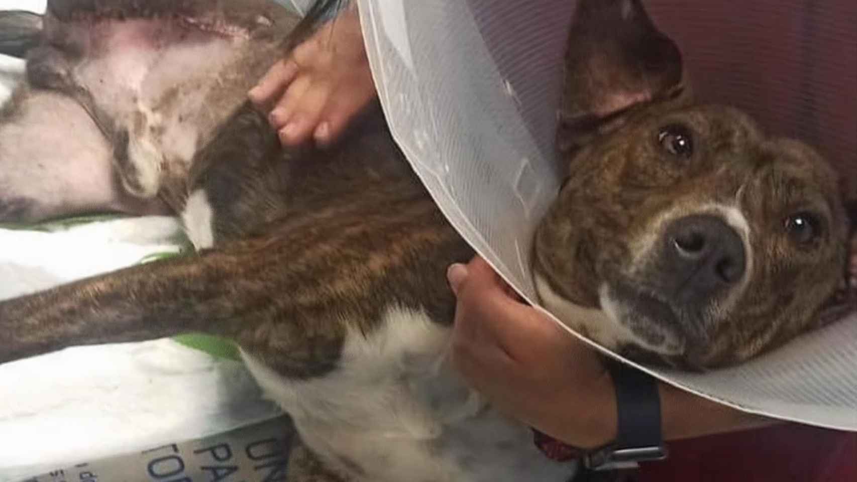 El perrito Toxo, tras ser operado gracias a Os Palleiros.