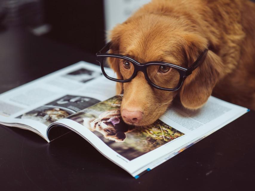 Los perros tienen más habilidad para interactuar con las personas.
