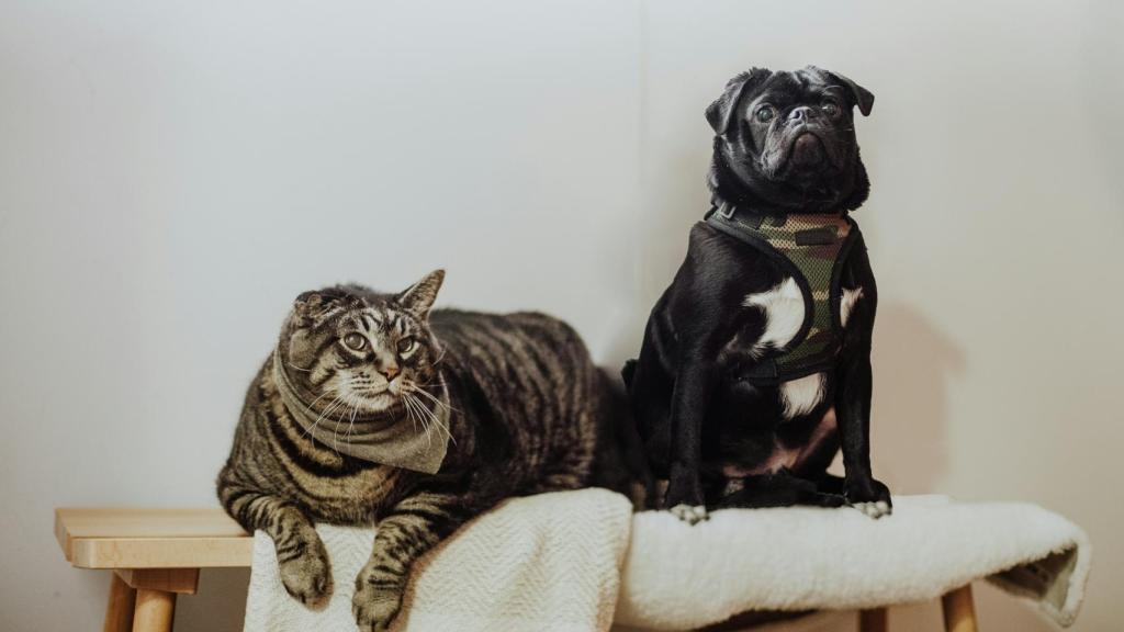 Foto de mascotas descansando en el jardín.
