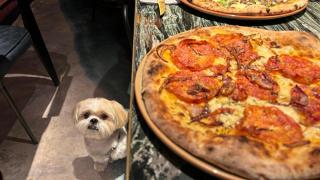 En V Modern Italian son perros son bien recibidos.