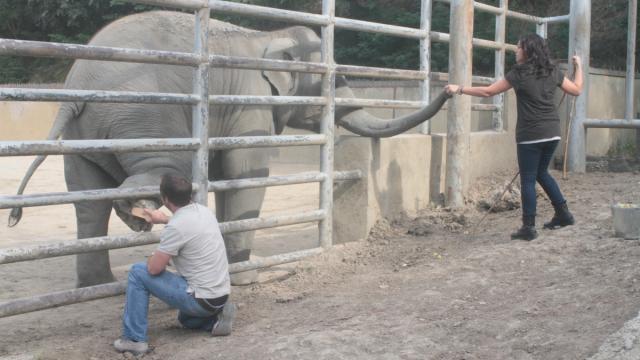 Trabajo de iScapes en las patas de un elefante con la técnica del contacto protegido. EE