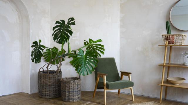 Habitación decorada con plantas.