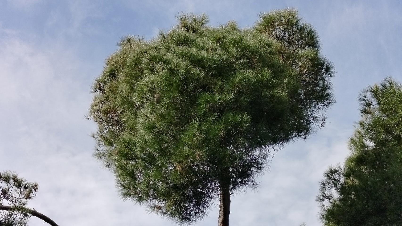 Imágenes tomadas con el realme C67