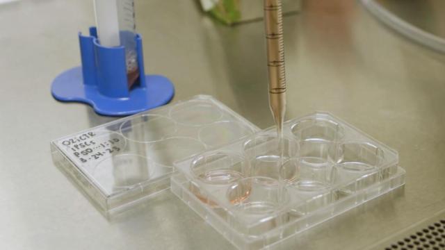 Células madre en un laboratorio, en una imagen de archivo.