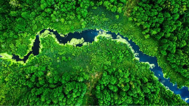 Imagen de archivo de un bosque.