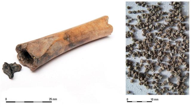 El estuche de hueso que guardaba las semillas de la planta venenosa