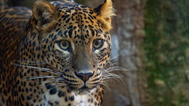 Una nueva pareja de leopardos de Sri Lanka llega a Bioparc Fuengirola.