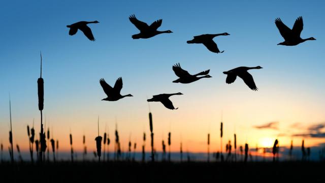 Una bandada de aves migrando.