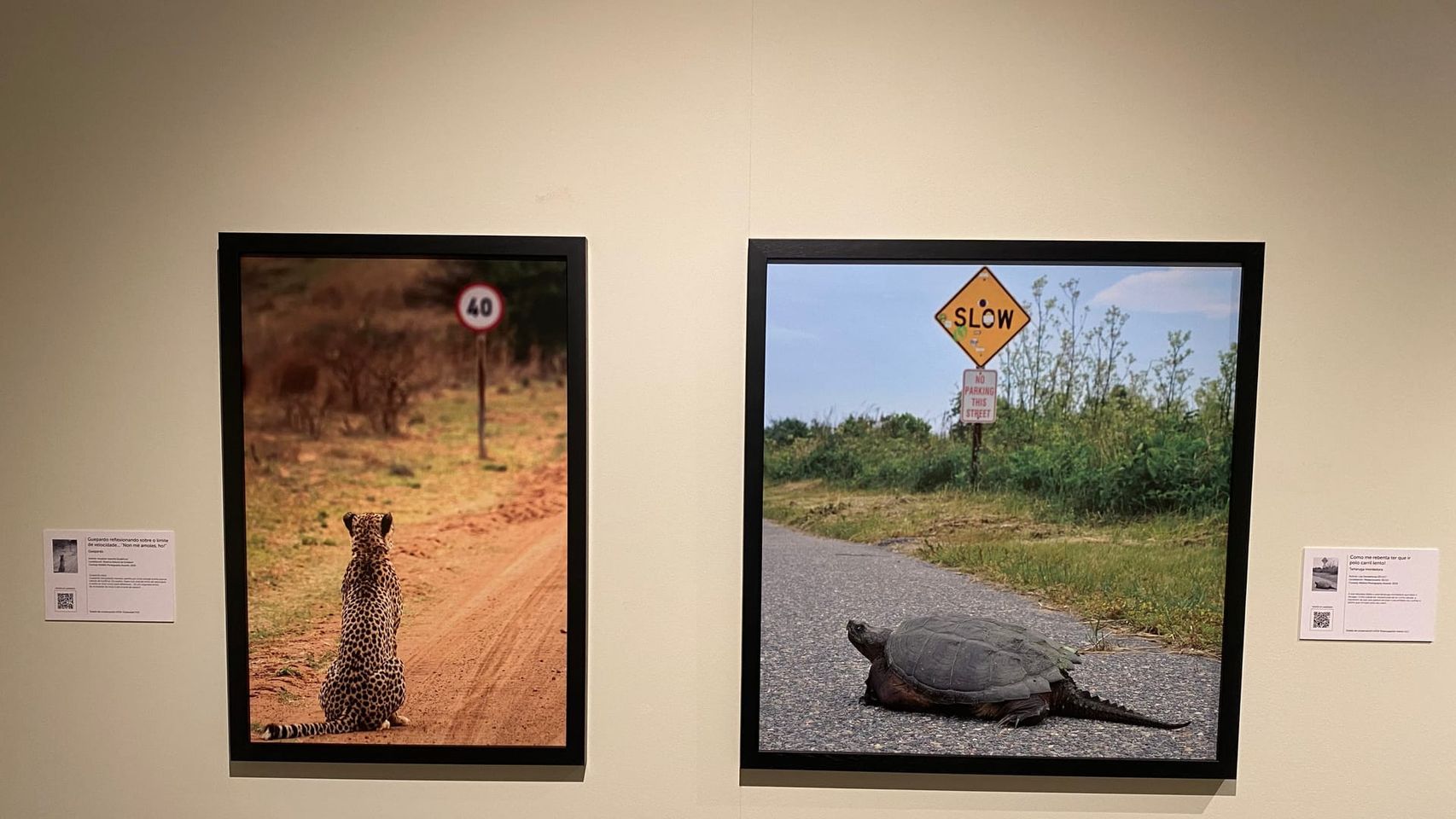Exposición ‘Comedy Wildlife’ en Vigo.