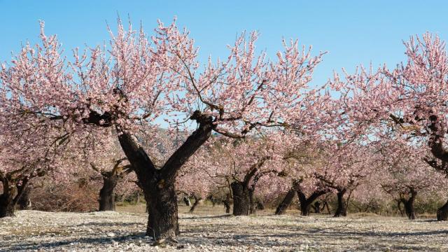 Decenas de almendros en flor en la provincia de Alicante.