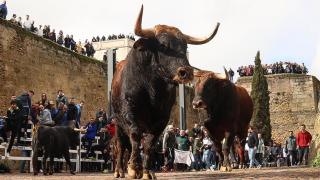 Imágenes del martes del Carnaval del Toro de Ciudad Rodrigo Fotos Vicente ICAL