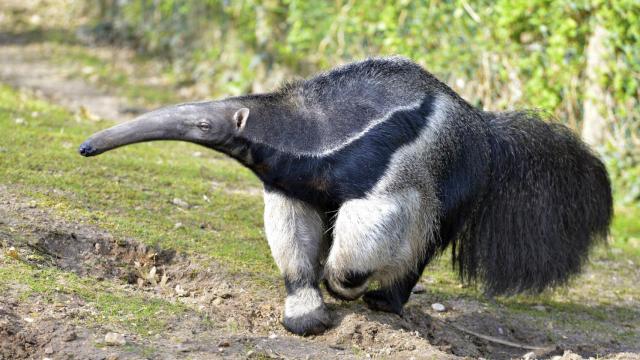 El Parque Nacional El Impenetrable es un santuario de especies únicas.
