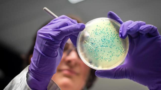 Una investigador manipula un cultivo de bacterias.