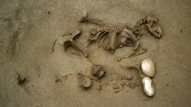 Imagen de un enterramiento hallado en la necrópolis prerromana de Verona con los restos de un perro y un individuo perinatal.