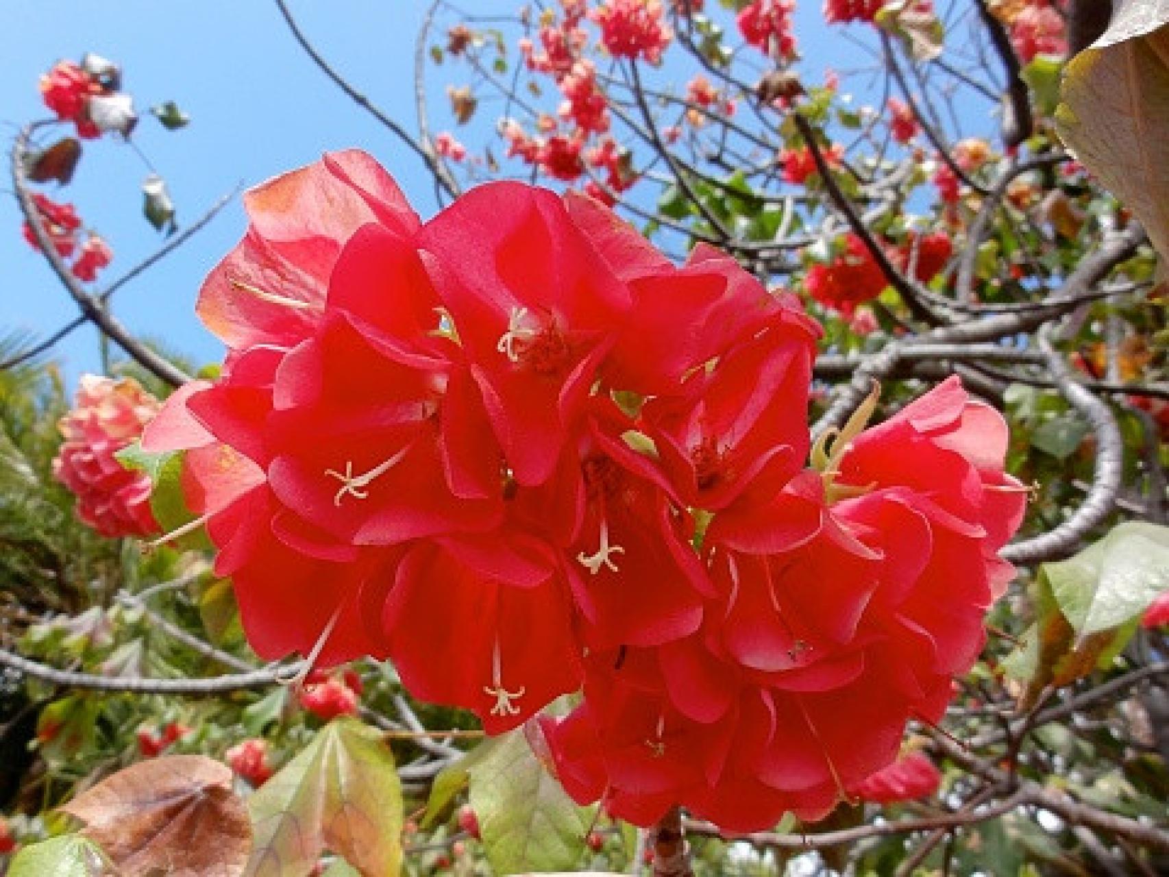 Imagen del árbol de la Dombeya.